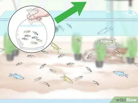 Image titled Breed Livebearing Tropical Fish Step 12