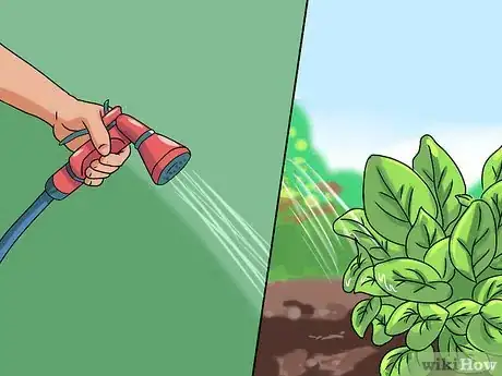 Image titled Grow Sorrel Step 8