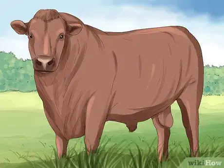 Image titled Identify Maine Anjou Cattle Step 3