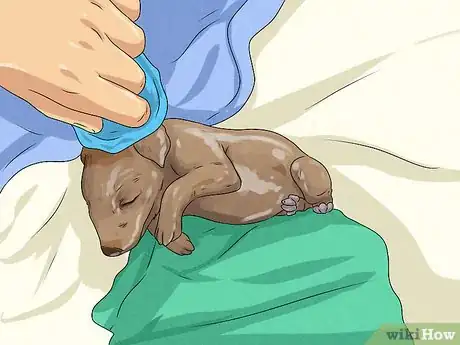 Image titled Whelp and Raise a Single Puppy Step 6