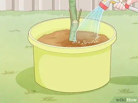 Image titled Plant a Pear Tree Step 19