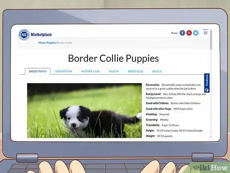 Image titled Choose a Border Collie Step 13