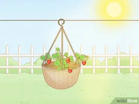 Image titled Grow Strawberries in Hanging Baskets Step 20