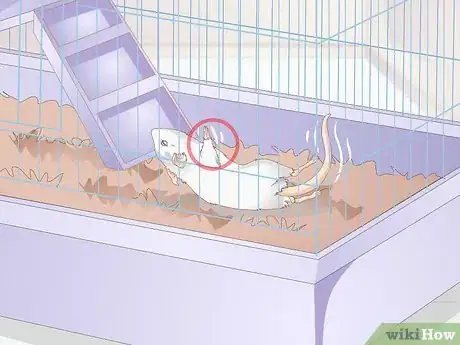 Image titled Know if Your Gerbil Is Having a Seizure Step 2