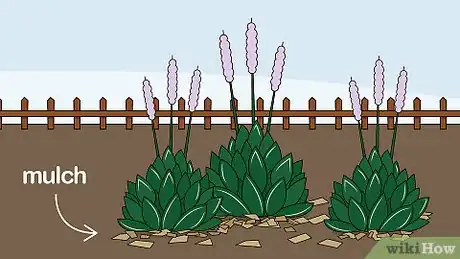 Image titled Grow Hostas Step 7