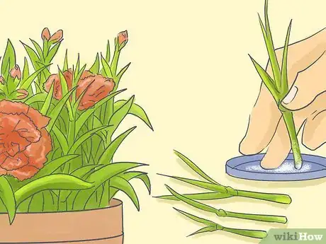 Image titled Pinch Carnations Step 10