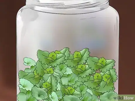 Image titled Harvest Creeping Charlie Step 3