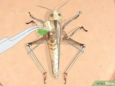 Image titled Dissect a Locust Step 6