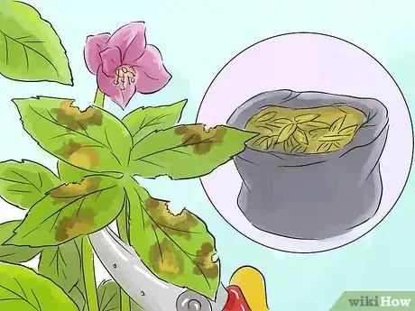 Image titled Prune Helleborus Winter Roses Step 4