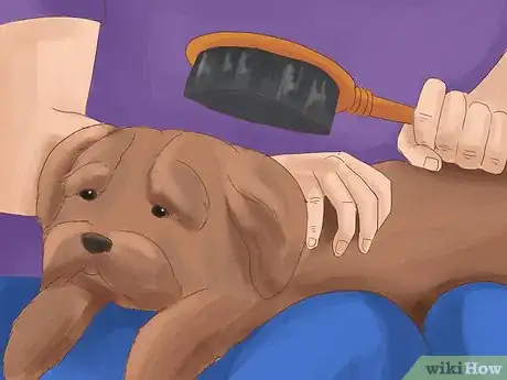 Image titled Take Care of a Shih Tzu Step 1