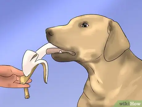 Image titled Know How to Make a Perfect Healthy and Safe Homemade Meal Plan for Your Dog Step 2