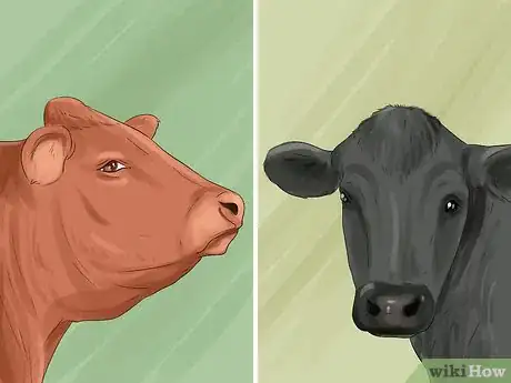 Image titled Identify Welsh Black Cattle Step 4