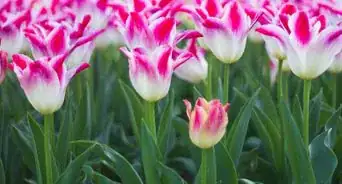 Plant a Cut Flower Garden