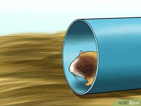 Image titled Know if a Pet Guinea Pig Is Ill Step 2