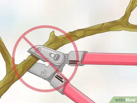 Image titled Prune Evergreen Trees Step 9