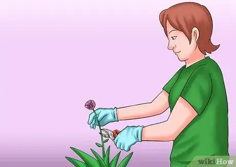 Image titled Cut from a Pansy Plant Step 11