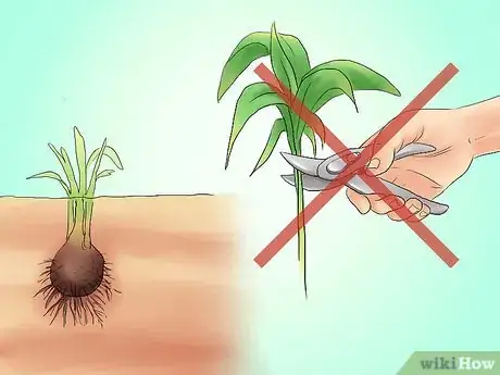 Image titled Transplant Resurrection Lilies Step 6