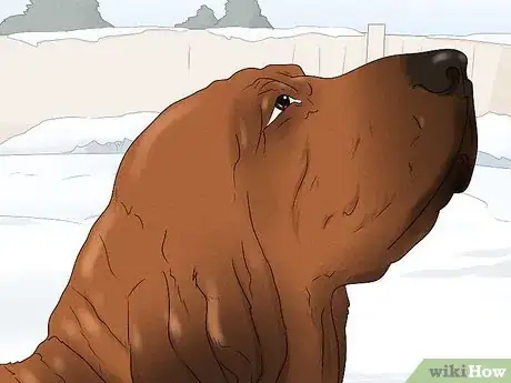 Image titled Identify a Bloodhound Step 6
