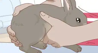 Befriend a Shy Rabbit