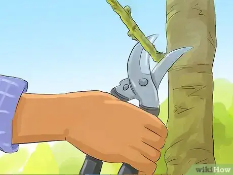 Image titled Prune a Magnolia Tree Step 8