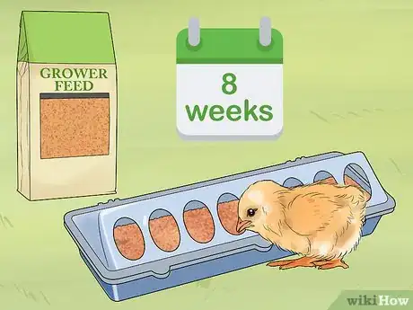 Image titled Feed Chicks Step 9