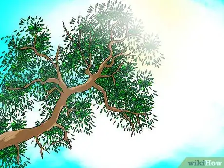 Image titled Grow Cannas Step 1