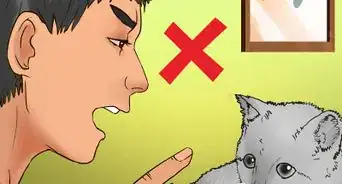 Earn the Trust of a Feral Kitten