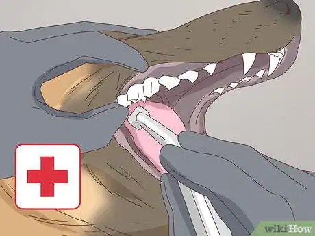 Image titled Recognize and Treat Dwarfism in Dogs Step 9