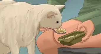 Relieve Urinary Tract Infections in Cats