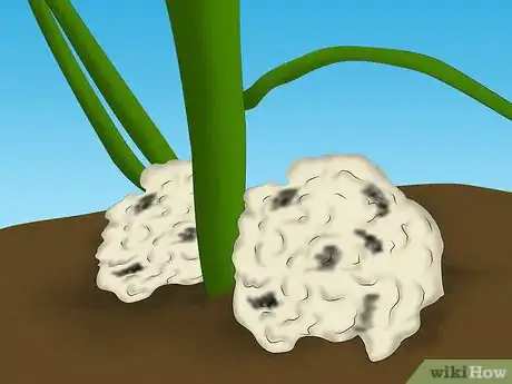 Image titled Plant a Sweet Shrub Step 11Bullet1