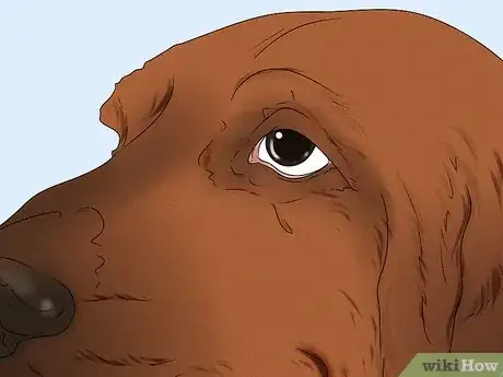 Image titled Identify a Bloodhound Step 2