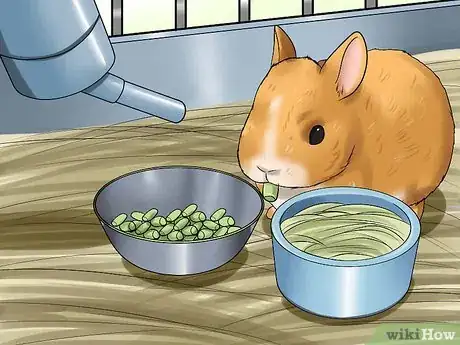 Image titled Know if You're Ready to Care for a Bunny Step 3