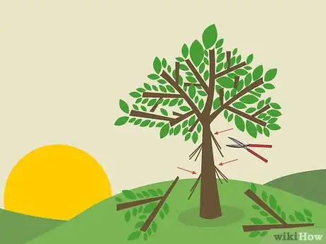 Image titled Prune Guava Trees Step 10