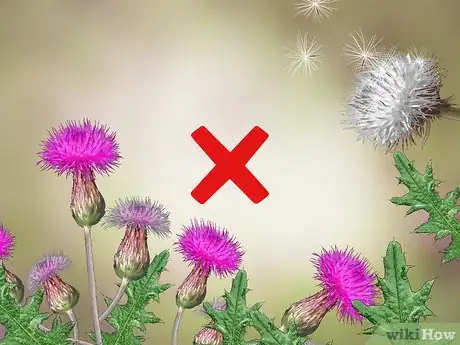 Image titled Root Out Thistles Step 10