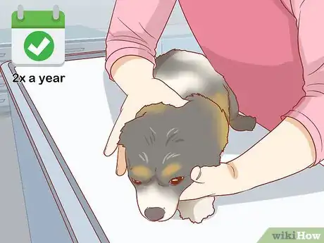 Image titled Care for Your Older Dog Step 1