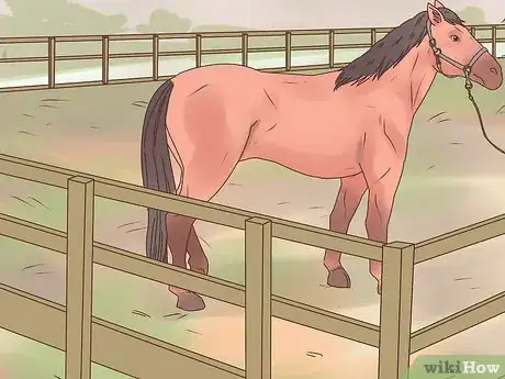 Image titled Teach a Horse to Bow Properly Step 5