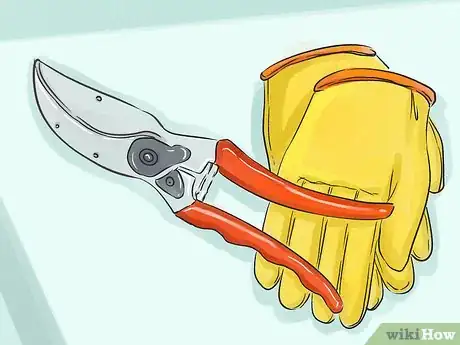 Image titled Prune Helleborus Winter Roses Step 1