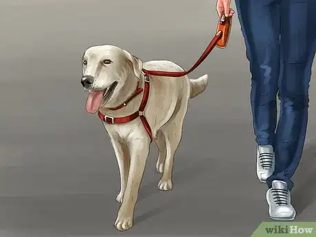 Image titled Know if a Head Halter Is Right for Your Dog Step 1
