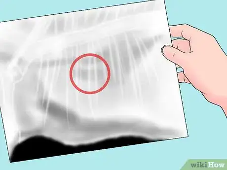 Image titled Diagnose and Treat Chylothorax in Cats Step 6