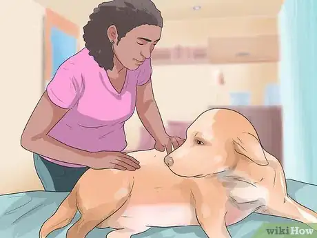 Image titled Diagnose Obesity in Labrador Retrievers Step 2