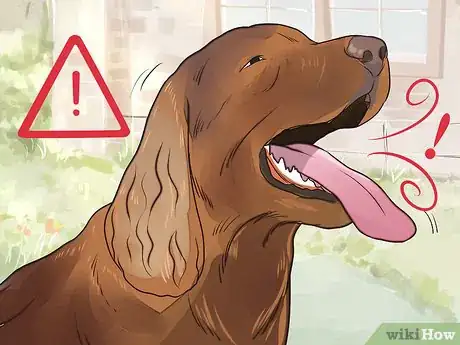 Image titled Prevent an Older Dog from Overheating Step 1