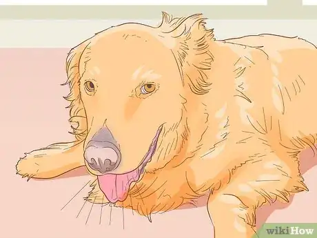 Image titled Treat Skin Allergies in Golden Retrievers Step 12