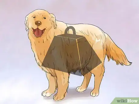 Image titled Treat Hypothyroidism in Golden Retrievers Step 8