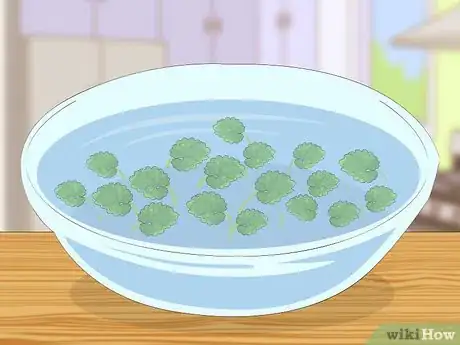 Image titled Eat Creeping Charlie Step 1