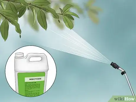 Image titled Grow Evergreen Trees Step 23