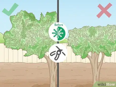 Image titled Keep a Pear Tree Healthy Step 9