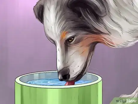 Image titled Find and Care for a Australian Shepherd Step 17