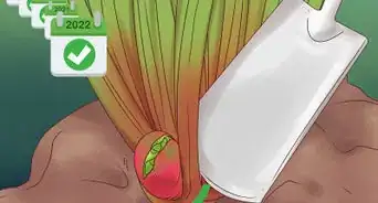 Divide Rhubarb Plants