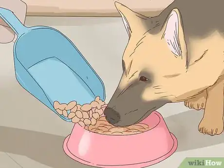 Image titled Recognize and Treat Dwarfism in Dogs Step 7