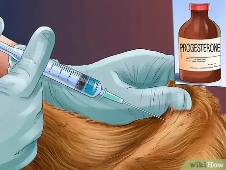 Image titled Treat Prostate Disease in Intact Male Dogs Step 4